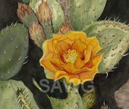 Cactus Flower by Helen Baldridge